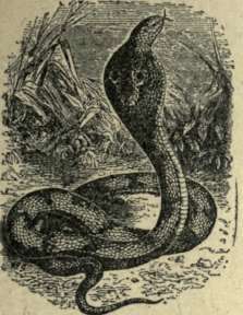 COBRA DE CAPELLO.