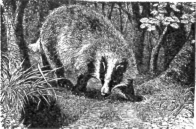 Description images/pp0185 1