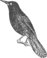 Description images/pp0252 1