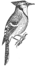 Description images/pp0261 1