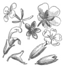 Description images/pp0344 1