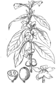 Description images/pp0460 1