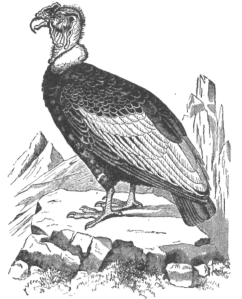 Description images/pp0481 1