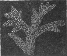 Description images/pp0495 1