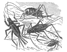 Description images/pp0519 1
