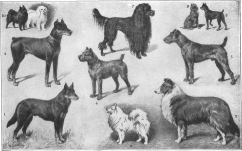 Description images/pp0581 1