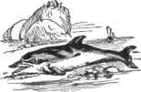 Description images/pp0585 1