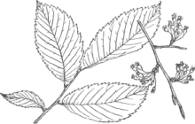 Description images/pp0057 1