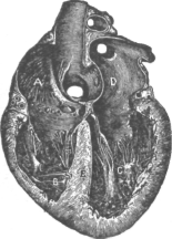 Description images/pp0311 1