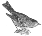Description images/pp0475 2