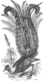 Description images/pp0005 1