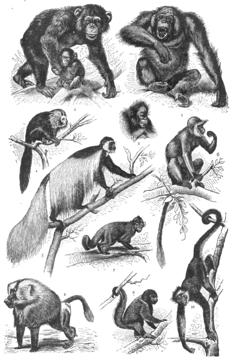 Description images/pp0135 1