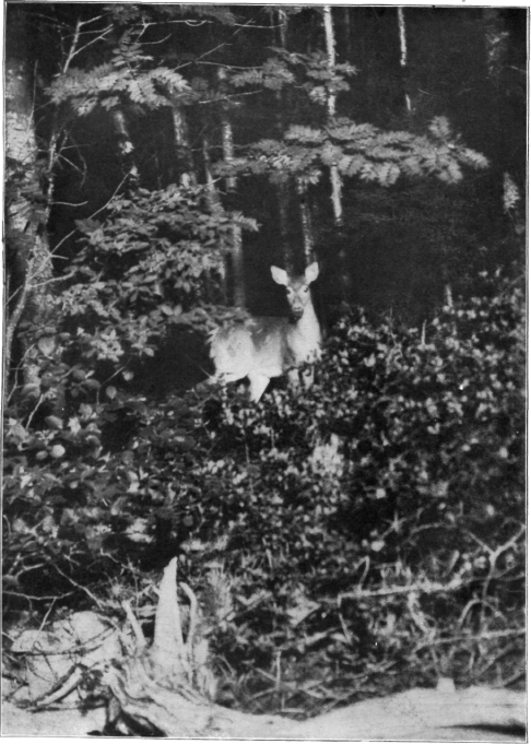 Description images/pp0199 1