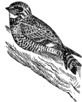 Description images/pp0241 1