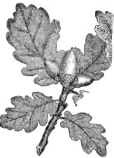 Description images/pp0258 1