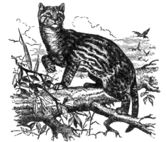 Description images/pp0261 1