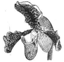 Description images/pp0281 1