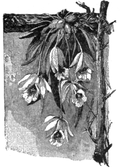 Description images/pp0281 2