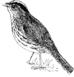 Description images/pp0293 1