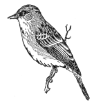 Description images/pp0359 1