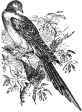 Description images/pp0386 2