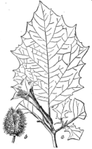 Description images/pp0410 1