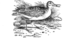 Description images/pp0579 1