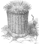 Description images/pp0019 1