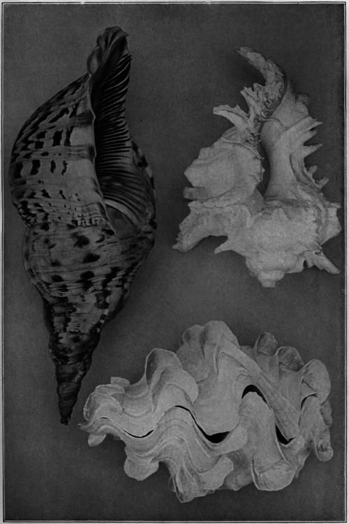 Description images/pp0043 1