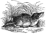 Description images/pp0053 1