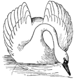 Description images/pp0163 1