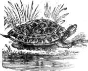 Description images/pp0202 2