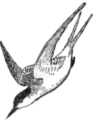 Description images/pp0202 3