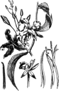 Description images/pp0320 1