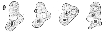 An Amoeba Feeding