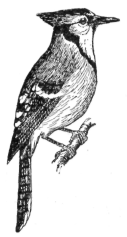 Blue Jay