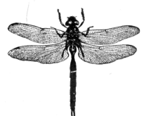 Dragon Fly