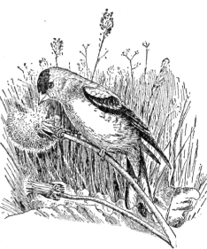Goldfinch