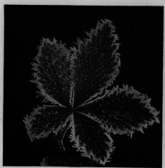 Hoar Frost
On Blackberry Leaf