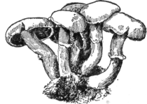 Mushroom, which is one kind of fungus