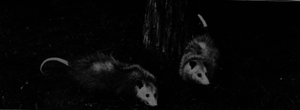 Opossum
