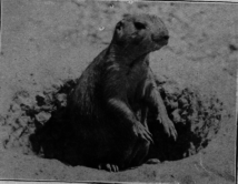 Prairie Dog