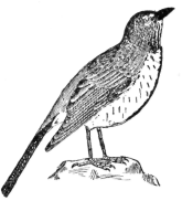 Robin