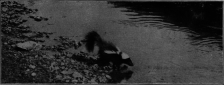 Skunk Crossing A
Stream