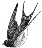 Swallow