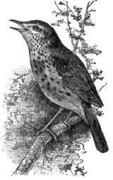 Wood-Thrush