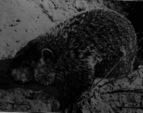 Woodchuck Or
Ground Hog