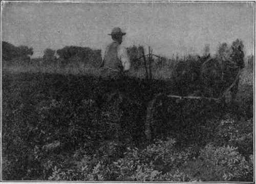 Machine Potato Digger Digging Peanuts