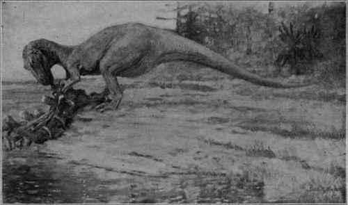 Allosaurus agills Marsh, a carnivorous Dinosaur from the Morrison.