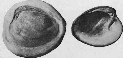 Artificial internal cast of clam shell (on left) and inner view of original shell (on right).